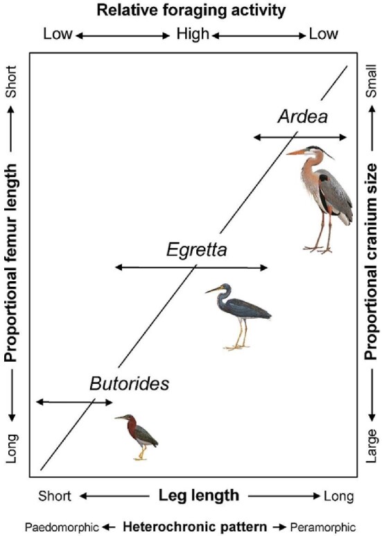 Fig. 7