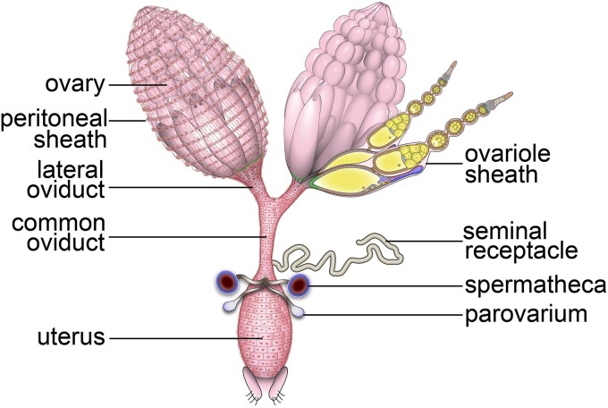 Fig. 1.