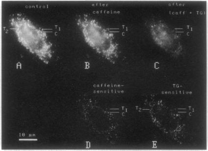 graphic file with name pnas01135-0185-a.jpg