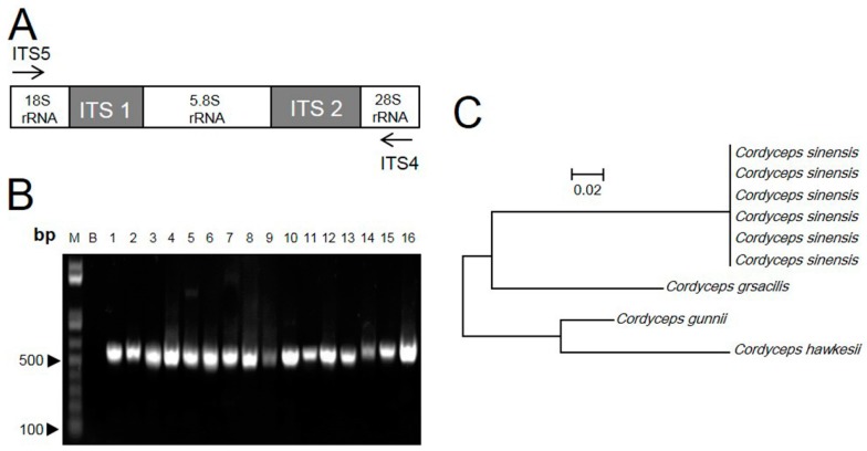 Figure 2