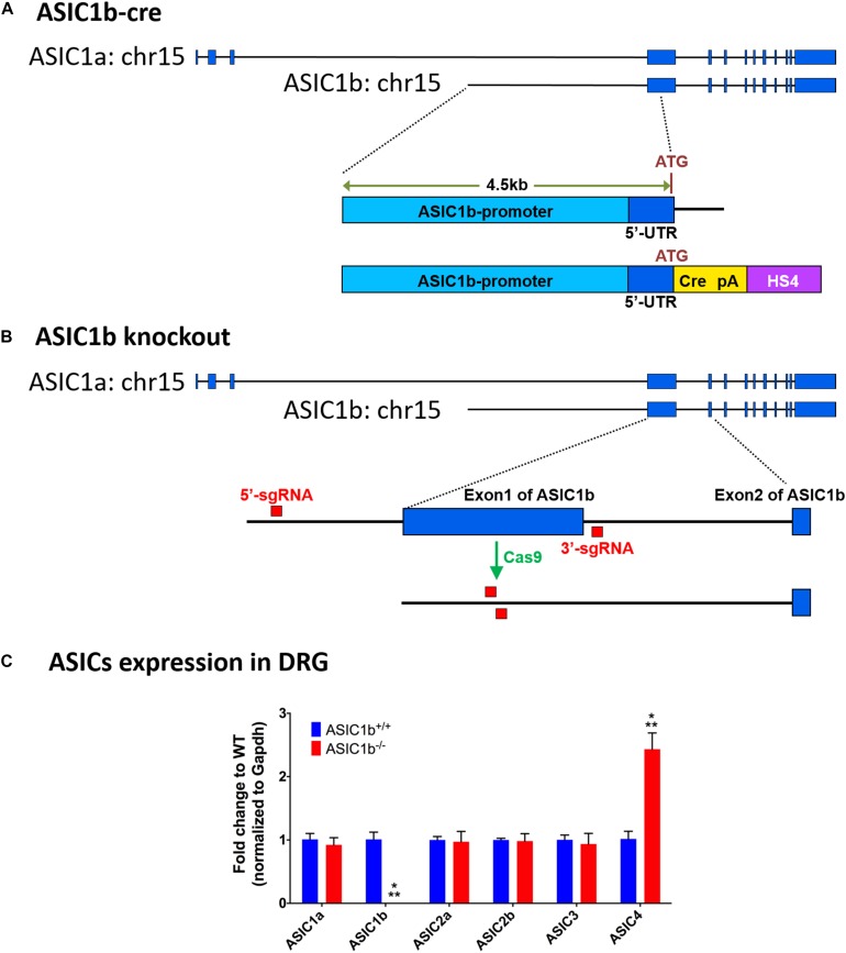 FIGURE 1