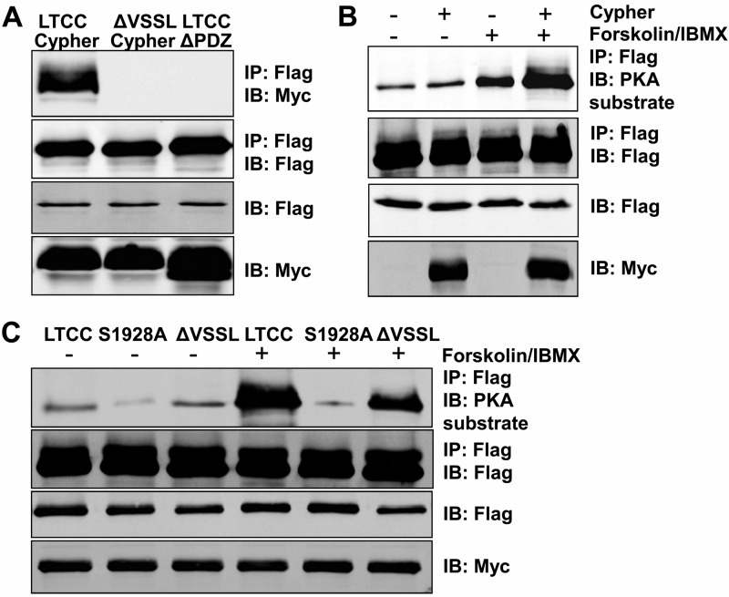 FIGURE 4.