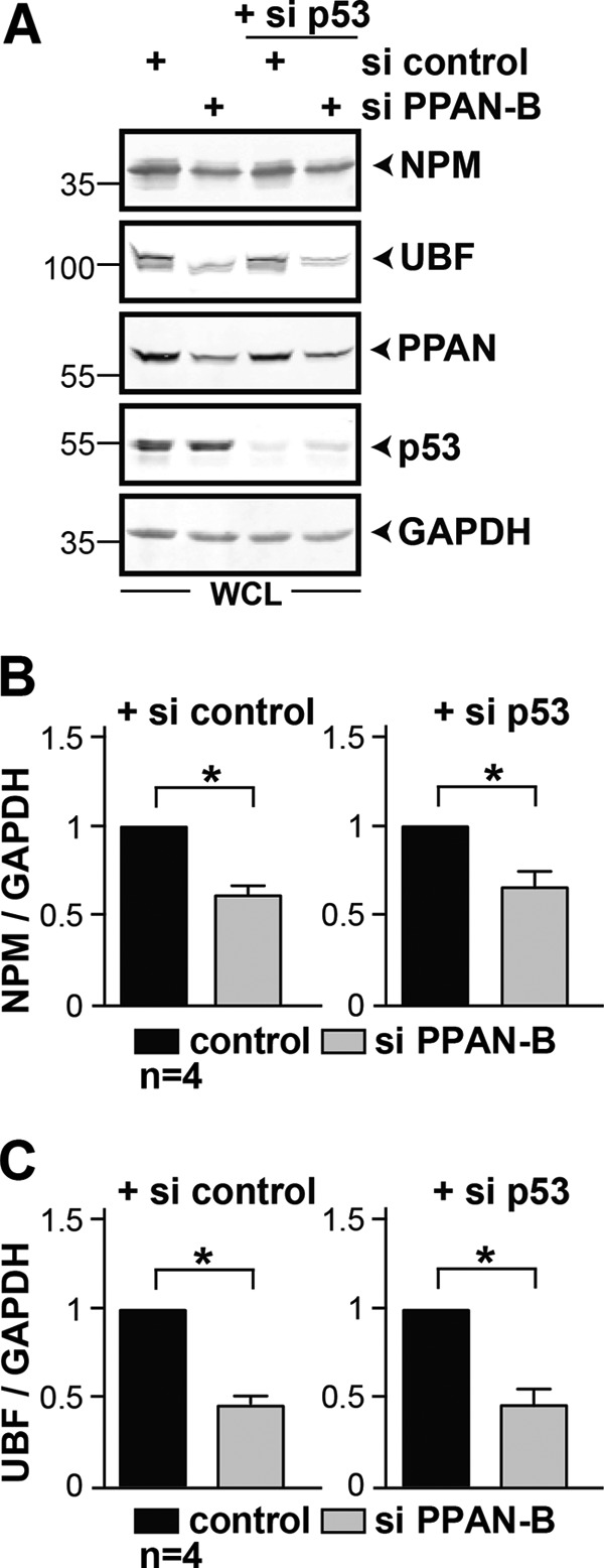 FIGURE 10.