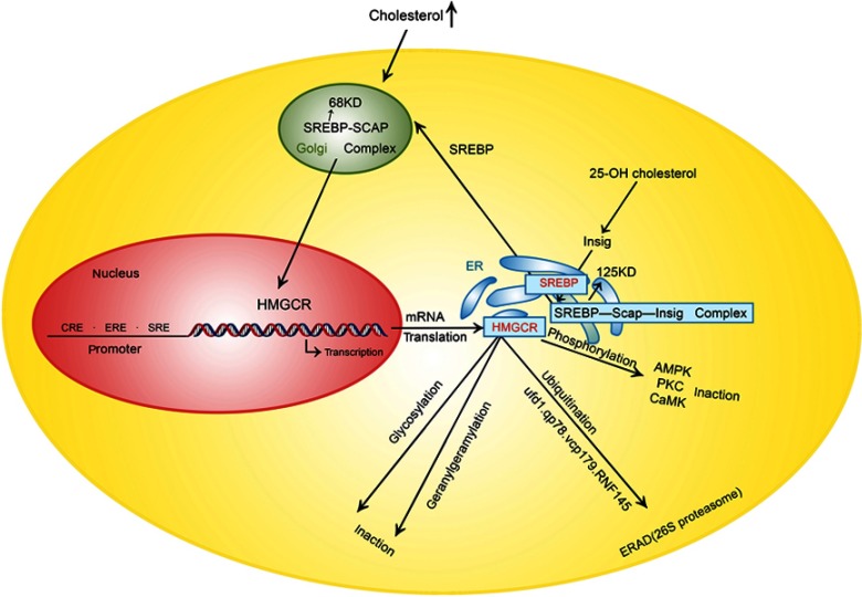 Therapeutic targets of hypercholesterolemia: HMGCR and LDLR - PMC