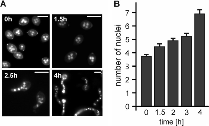 Fig 3