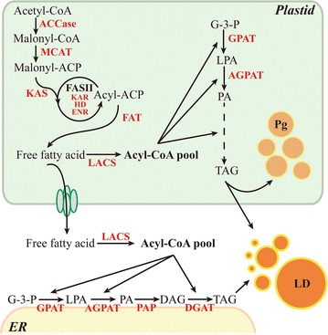 Fig. 7