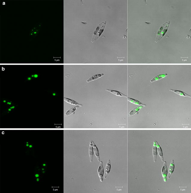 Fig. 4