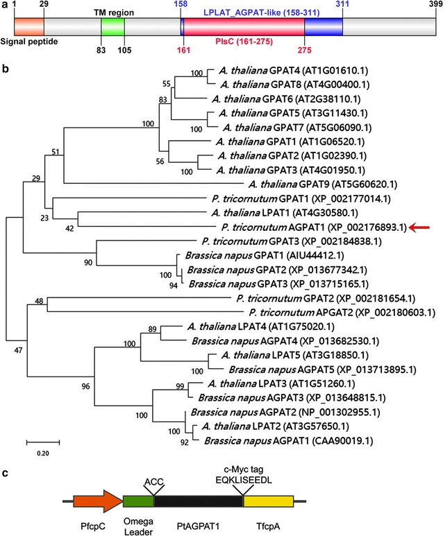 Fig. 1