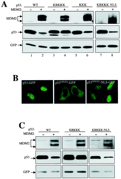 FIG. 2.