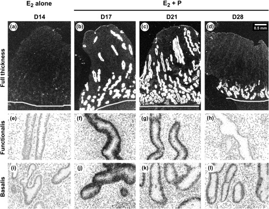 Figure 4