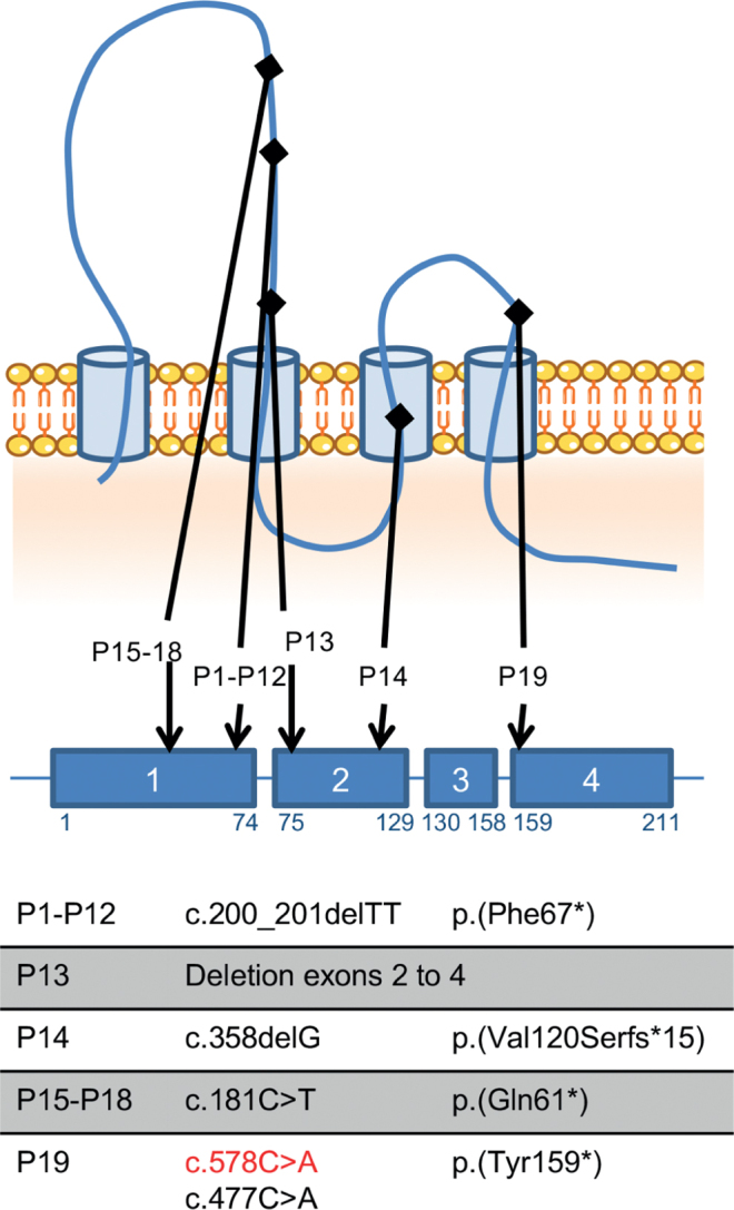 Fig. 1