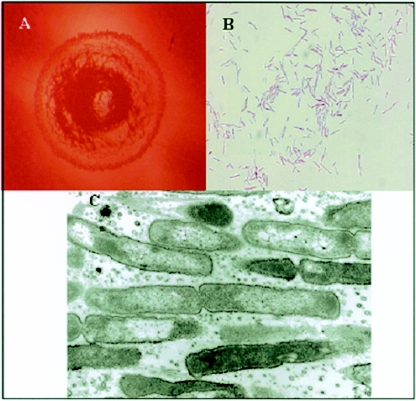 FIG. 1.