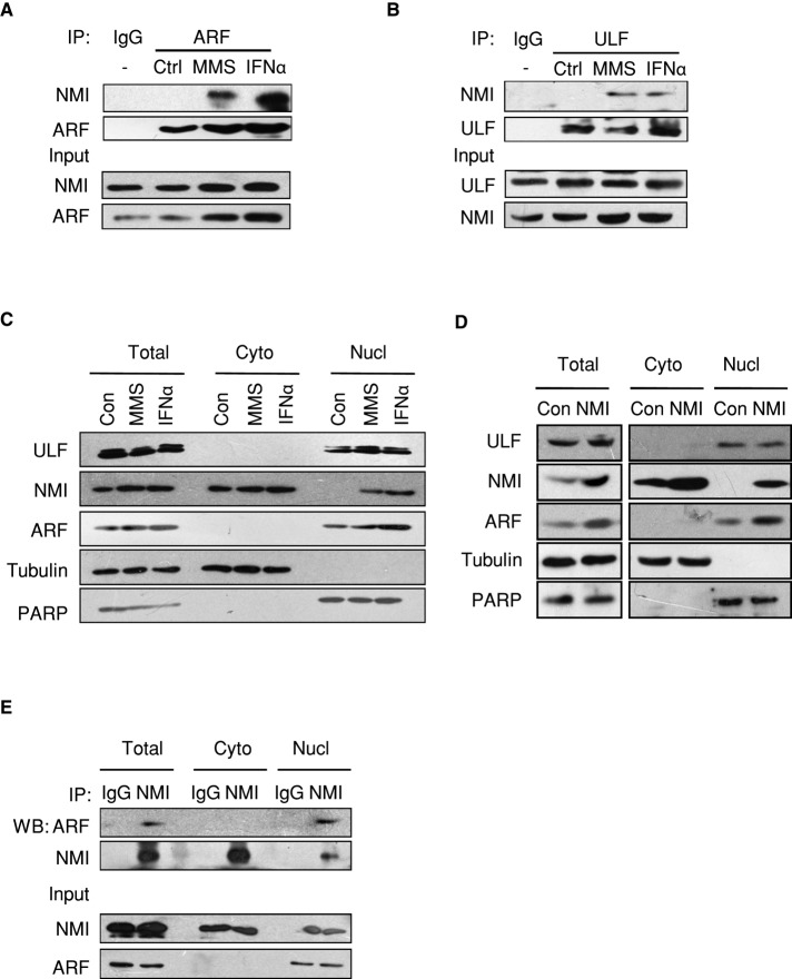 FIGURE 6: