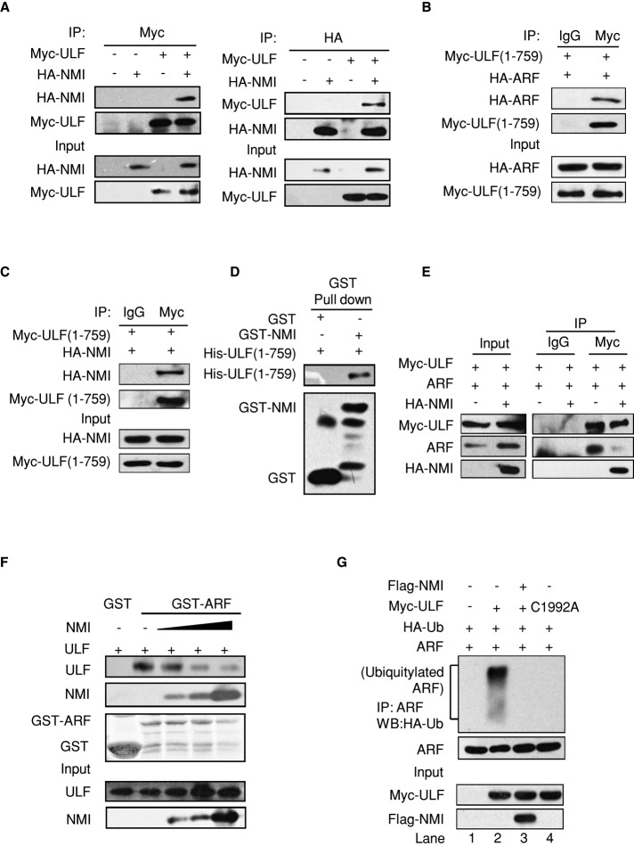 FIGURE 3: