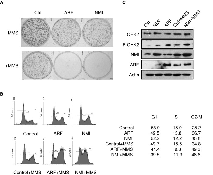 FIGURE 7: