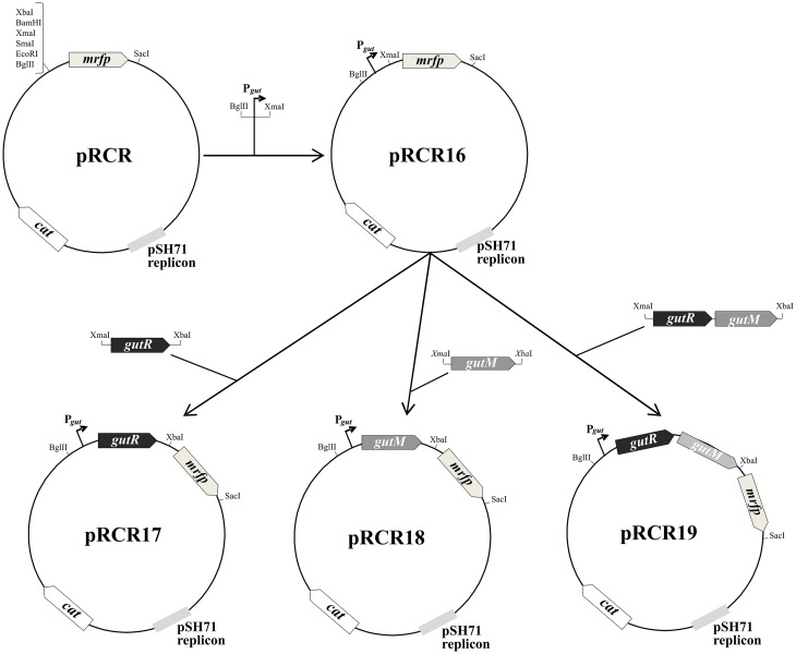 FIGURE 1