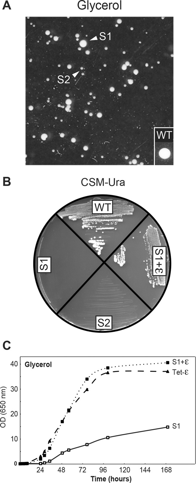 FIGURE 3: