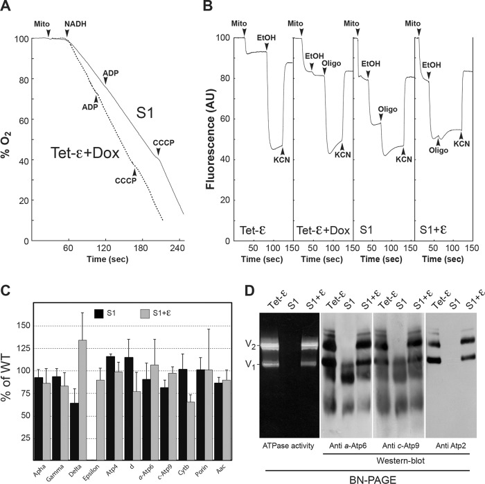 FIGURE 4: