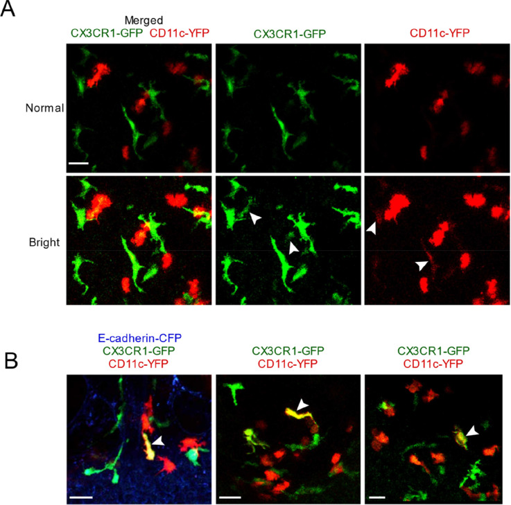 Figure 2—figure supplement 2.