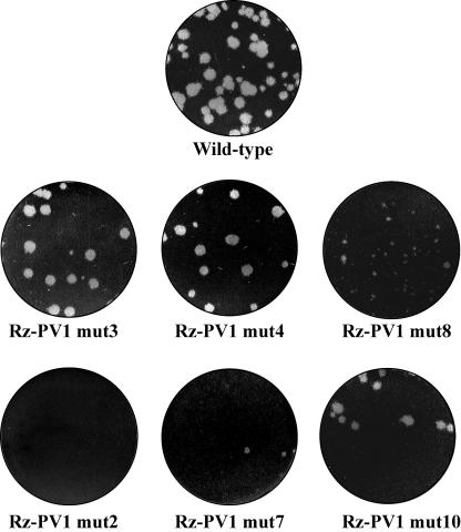 FIG. 11.