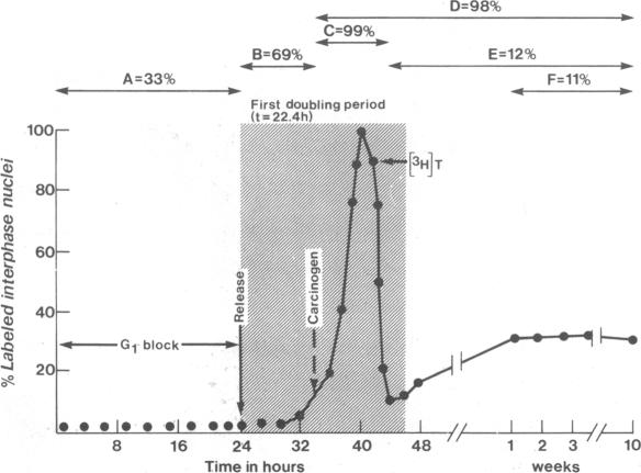 graphic file with name pnas00649-0175-a.jpg