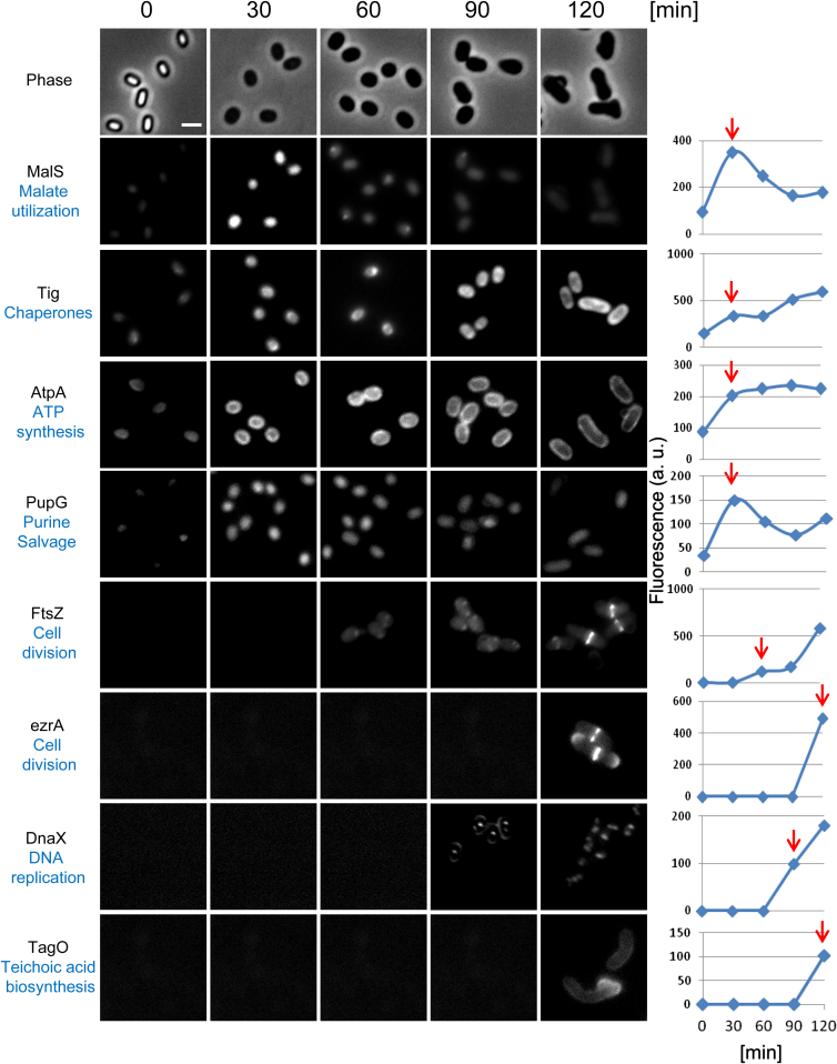 Figure 3