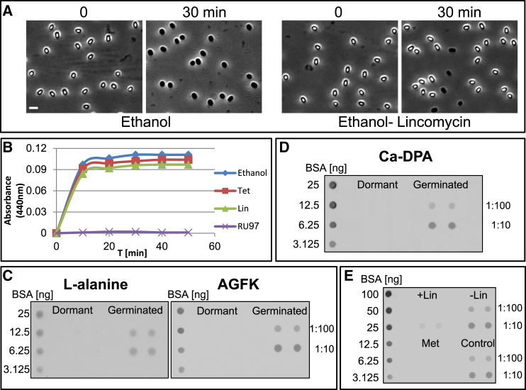 Figure 4