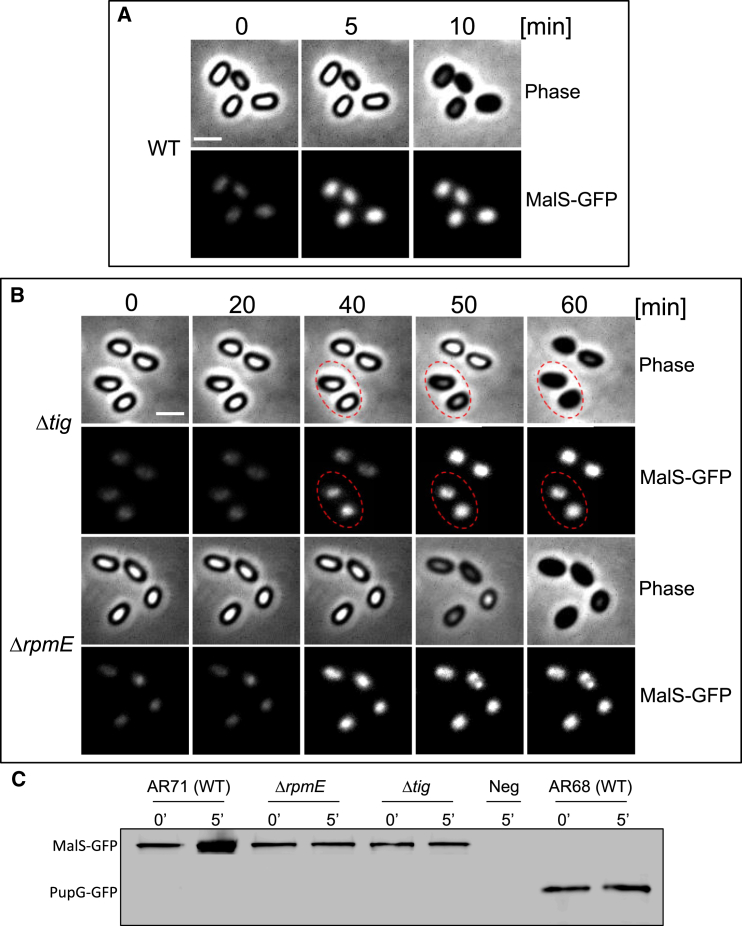 Figure 6