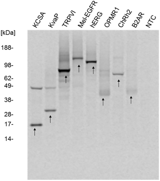 Fig 5