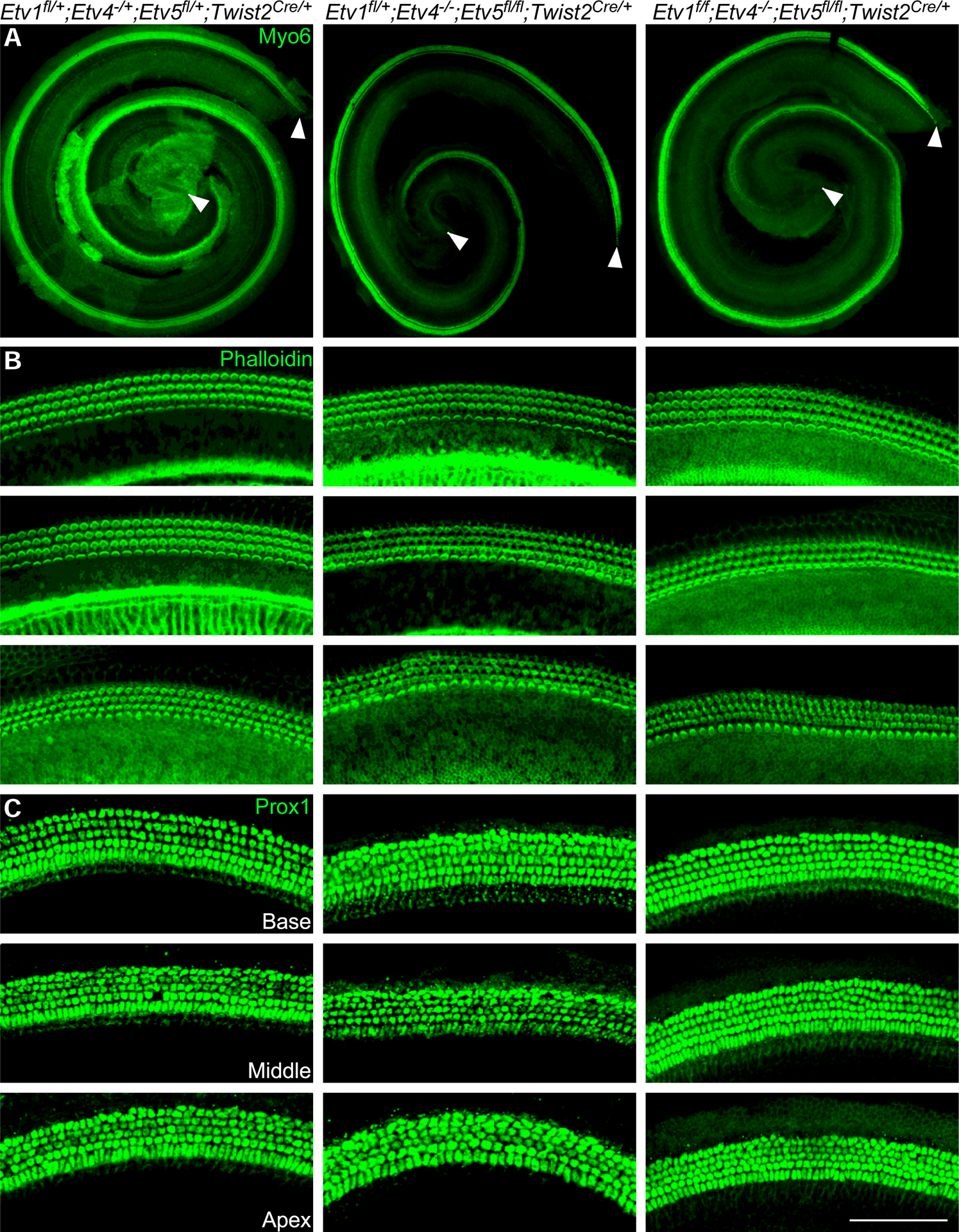 Fig 7.