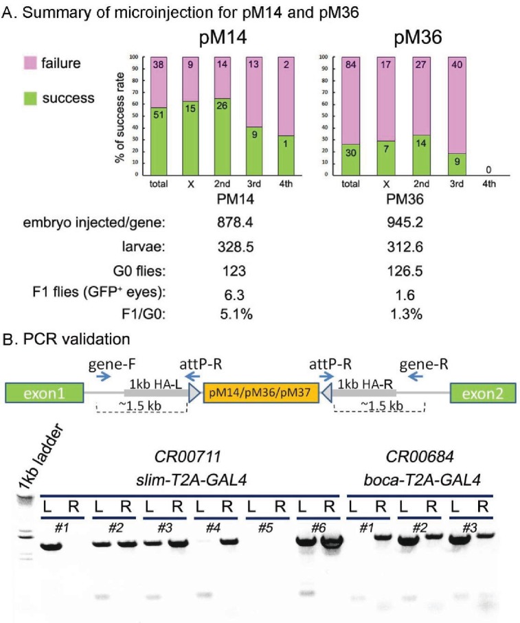 Figure 2—figure supplement 1.