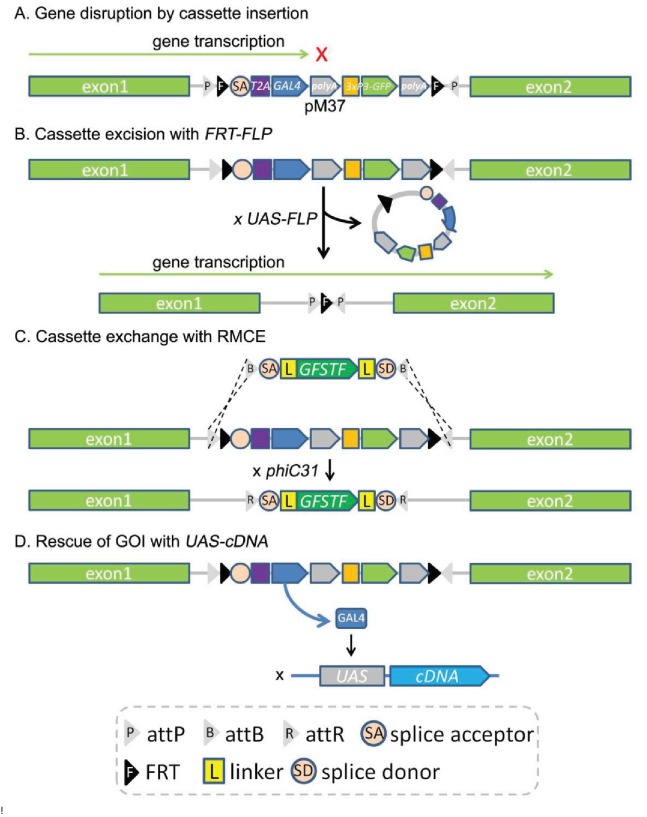 Figure 4—figure supplement 1.