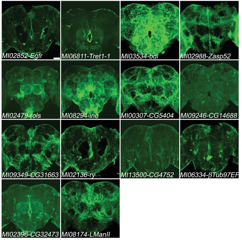 Figure 5—figure supplement 2.