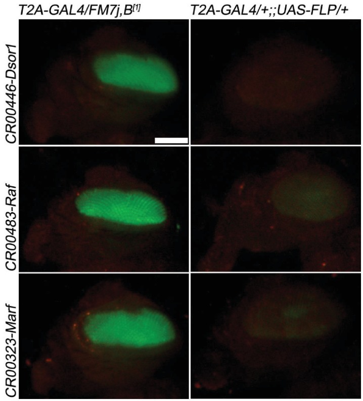 Figure 4—figure supplement 2.