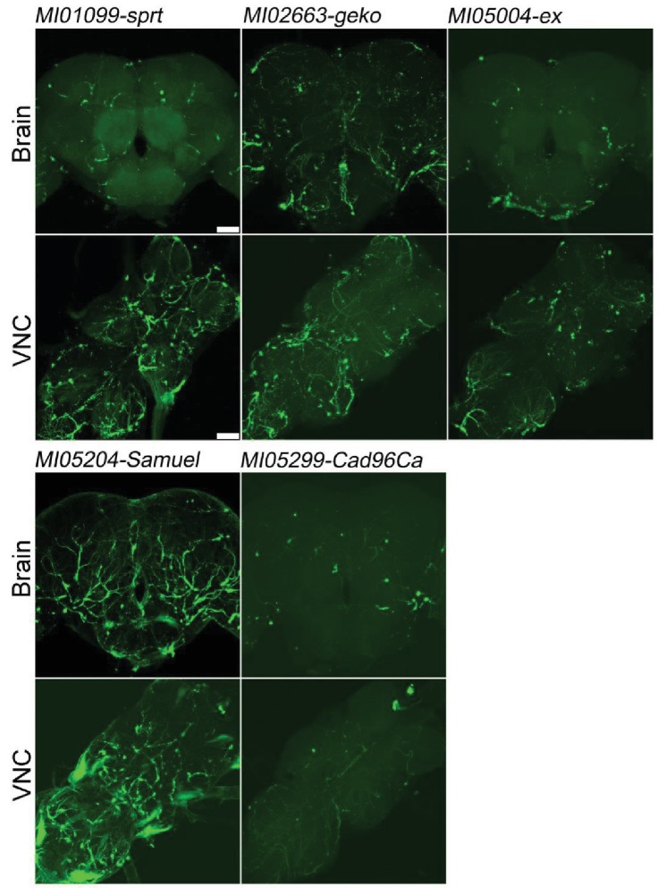 Figure 5—figure supplement 1.