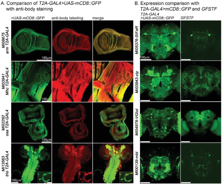 Figure 1—figure supplement 2.