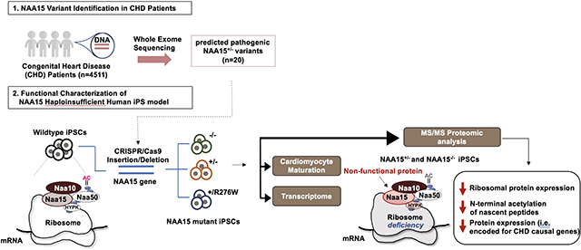 graphic file with name nihms-1673615-f0001.jpg