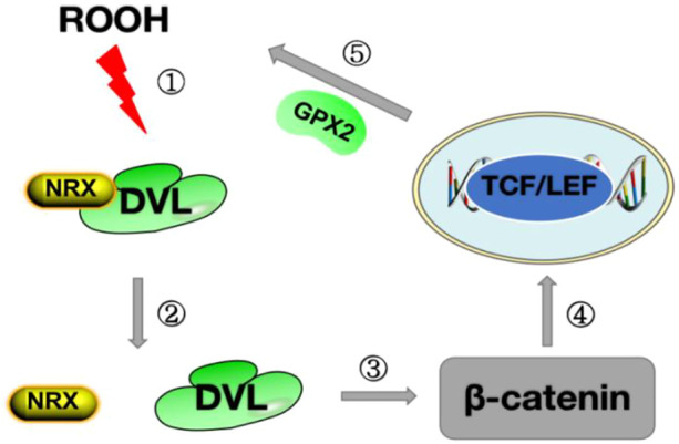 FIGURE 2
