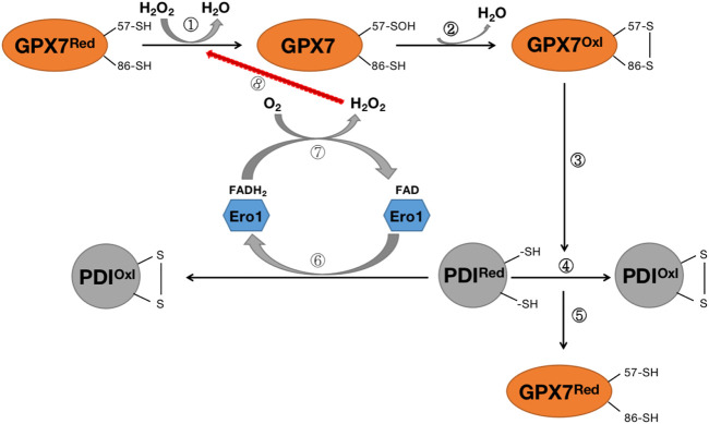 FIGURE 6