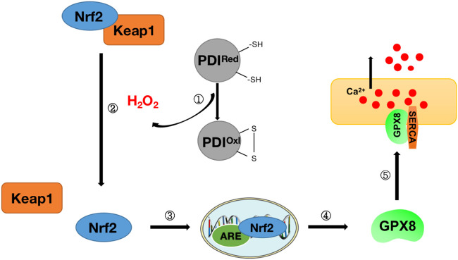 FIGURE 7