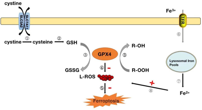 FIGURE 4