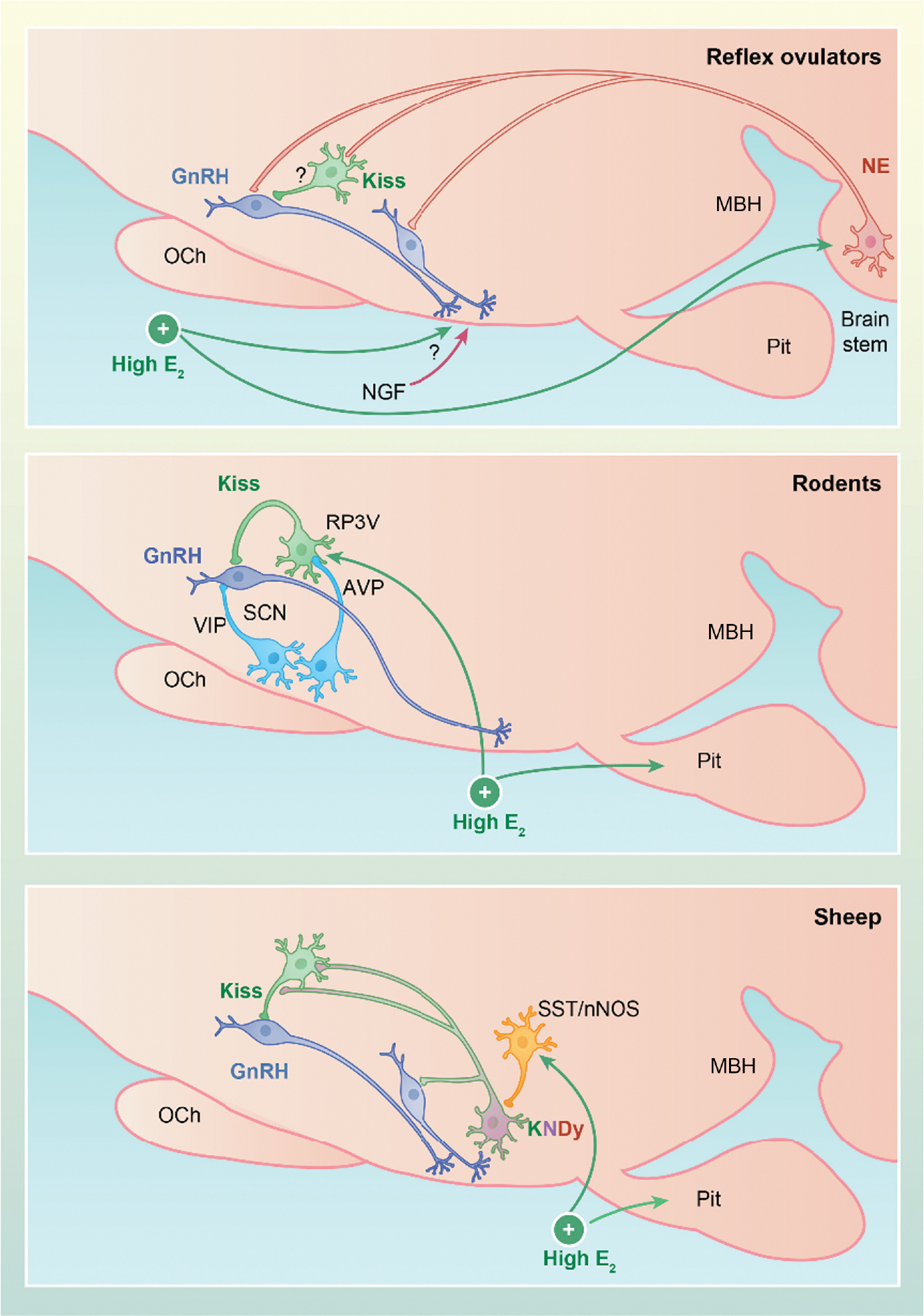 FIGURE 2