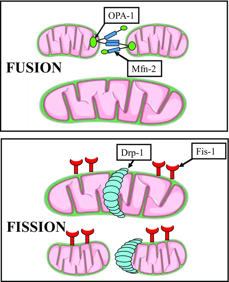 Fig. 2