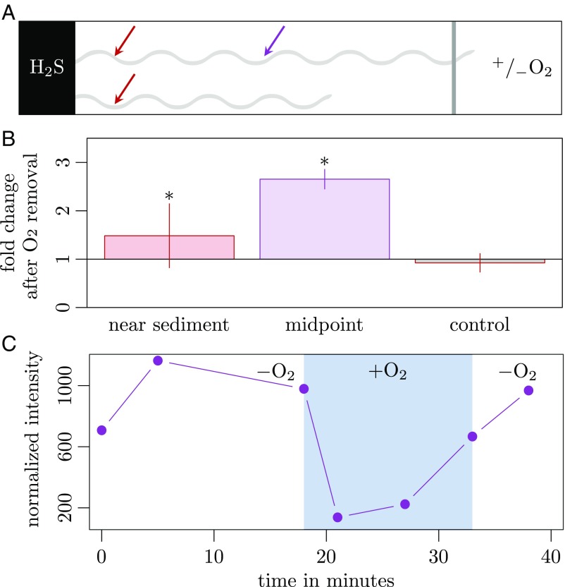 Fig. 3.