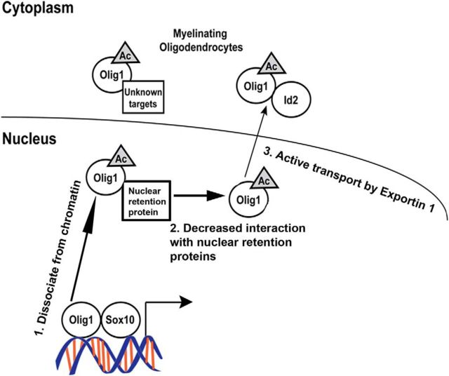 Figure 11.