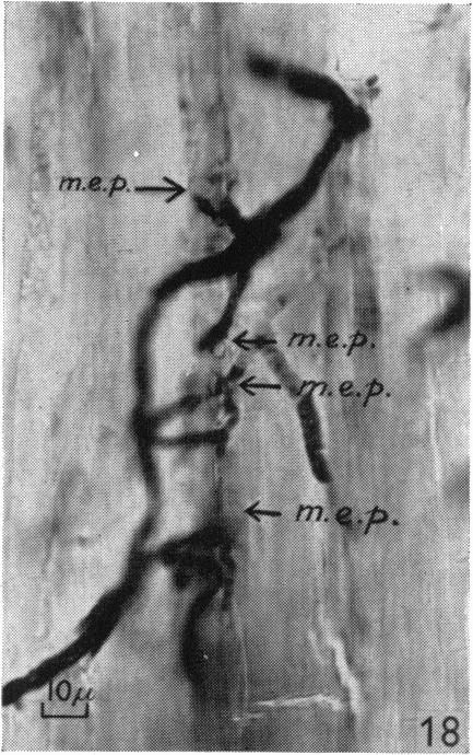 Fig. 18