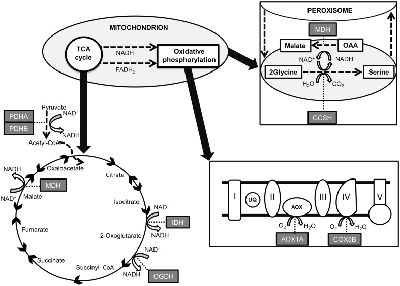 Fig. 1