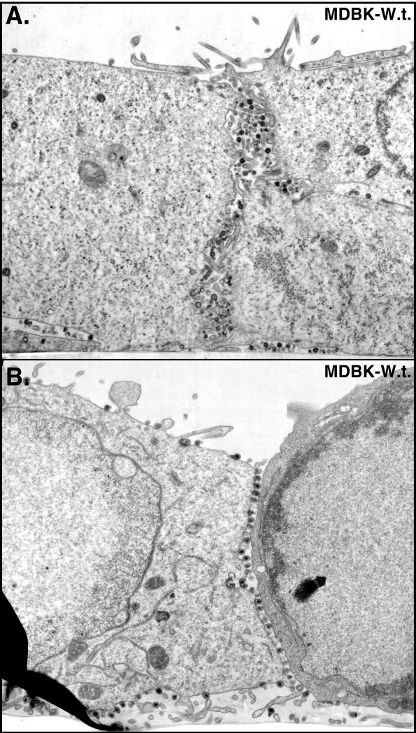 FIG. 7