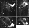 Fig. 9.