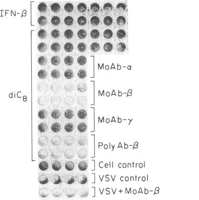 graphic file with name pnas00276-0137-b.jpg